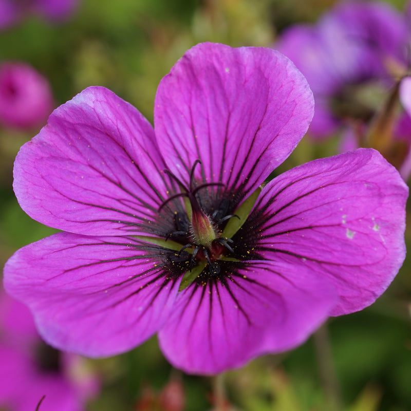 Geranium (Perennial) Patricia