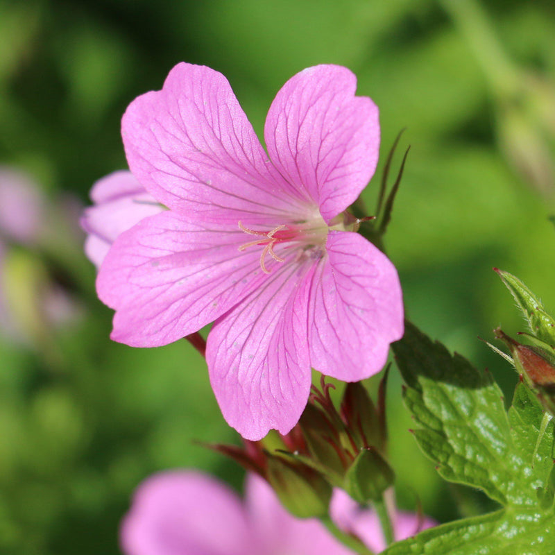 Geranium (Perennial) Wargrave Pink