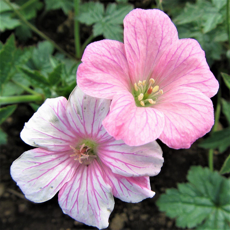 Geranium Patio and Borders Collection