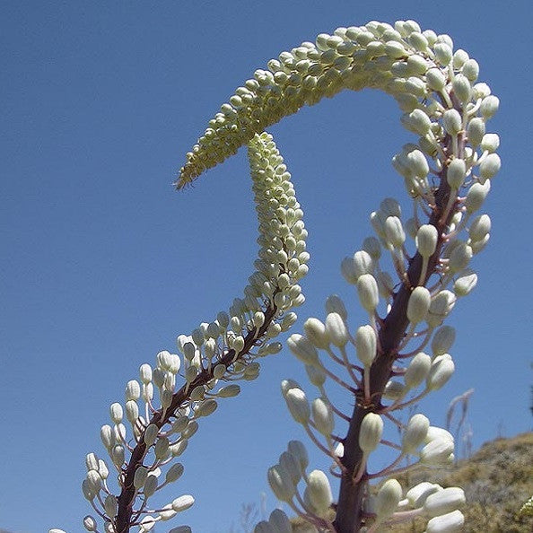 Giant Squill