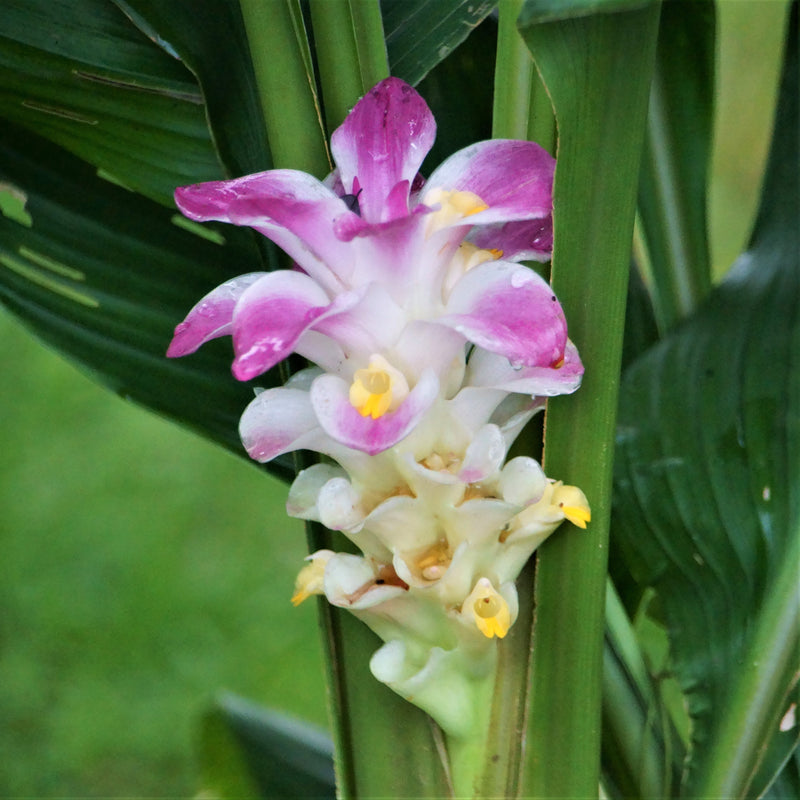 Ginger - Bicolor Wonder