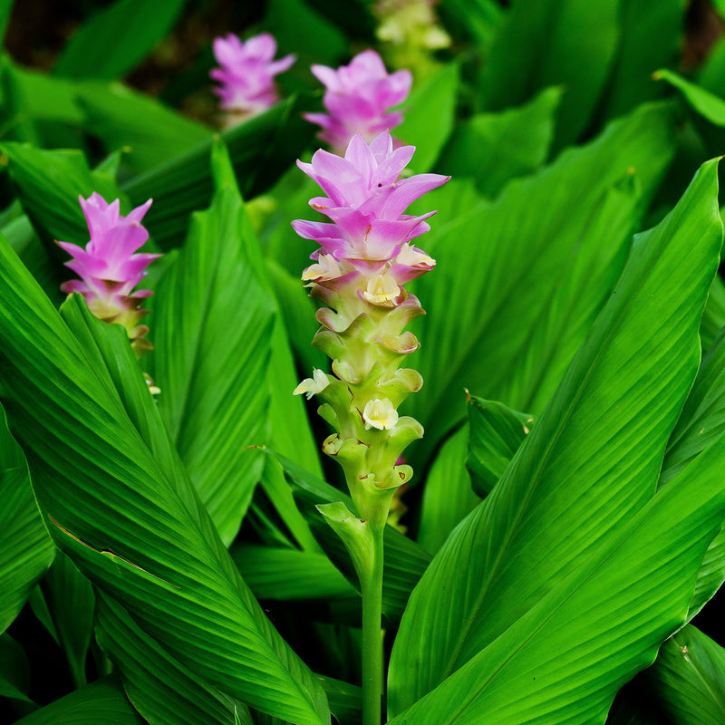 Ginger - Curcuma (Culinary Turmeric)