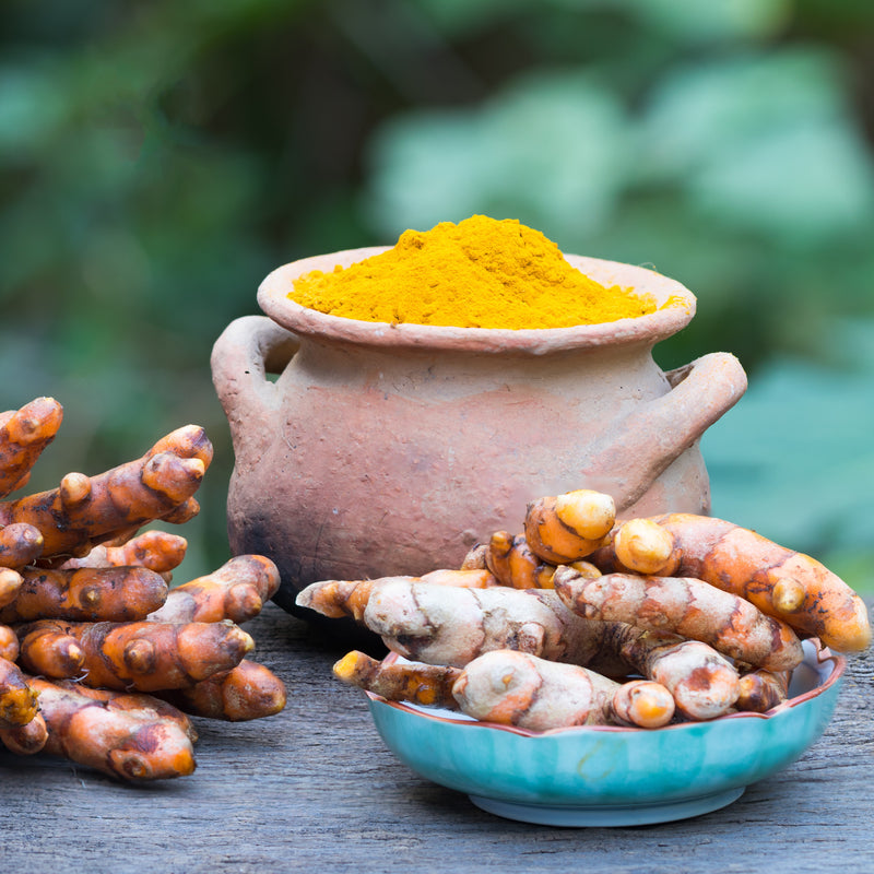 Ginger - Curcuma (Culinary Turmeric)