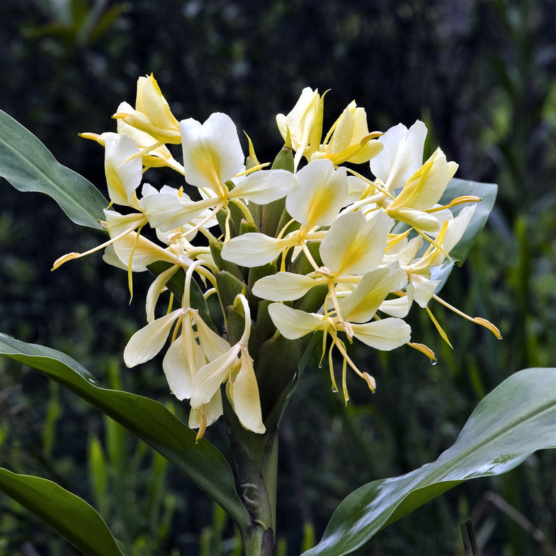 Ginger - Flavescens (Fragrant)