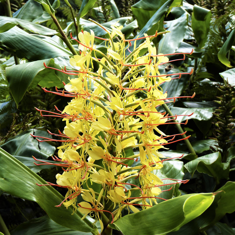 Ginger - Gardnerianum (Fragrant)