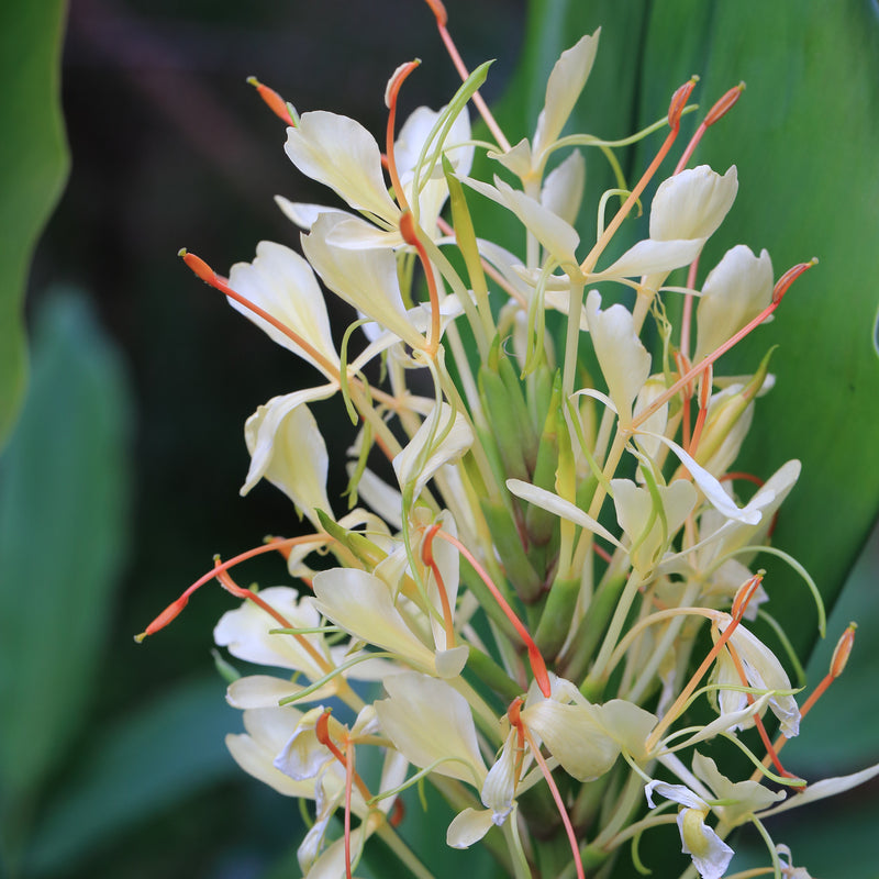 Ginger - Griffithianum (Fragrant)