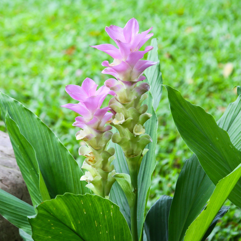 Ginger - Zedoaria Pink Wonder