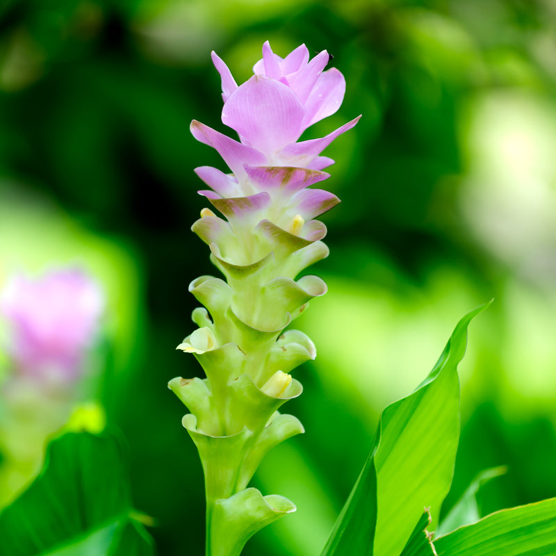 Ginger - Zedoaria Pink Wonder