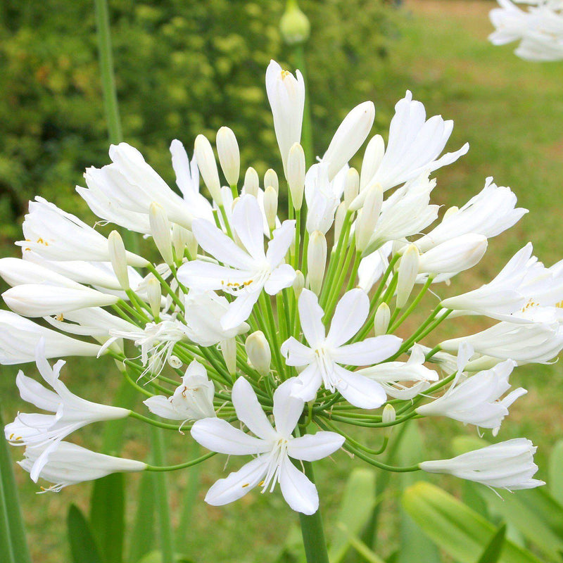 Agapanthus Glacier Stream