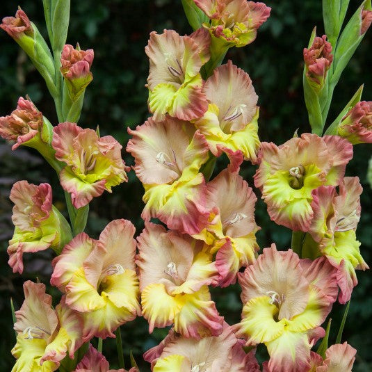 Gladiolus Conca Verde
