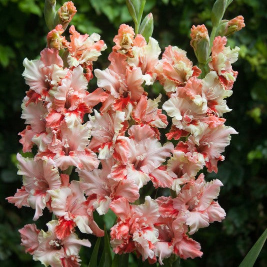 Gladiolus Frizzle Butterfly