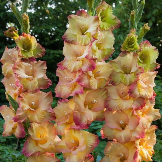 Gladiolus Shooter