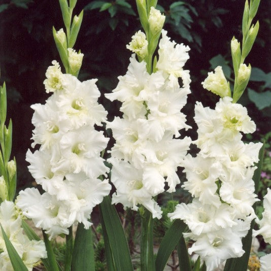 Gladiolus Snowy Ruffle