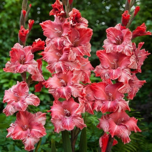 Gladiolus Vabene