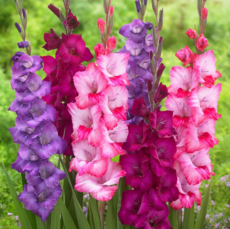 Gladiolus Very Berry Collection