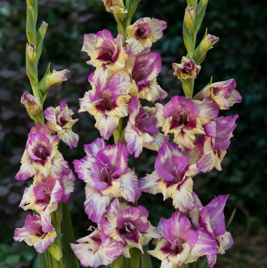 Gladiolus Viola