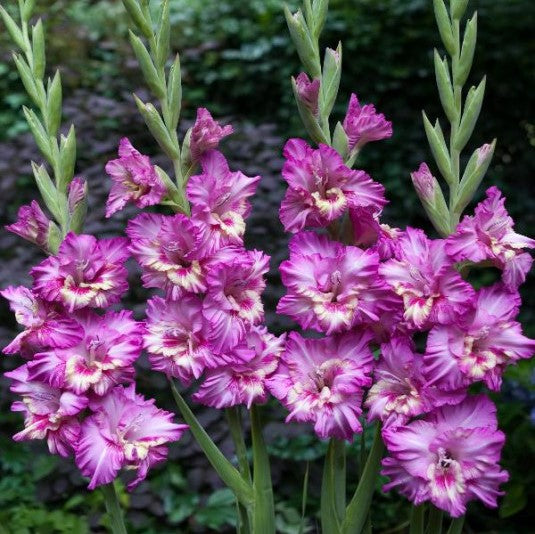 Gladiolus Vuvuzela