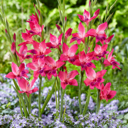 Gladiolus Volcano