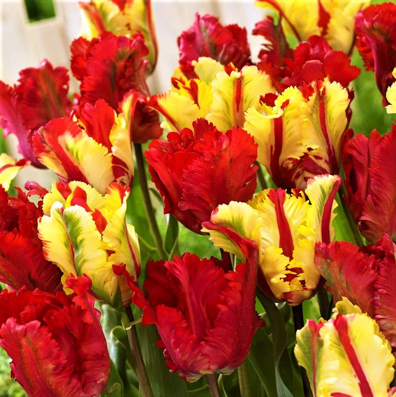 Tulip Flaming Fire Collection