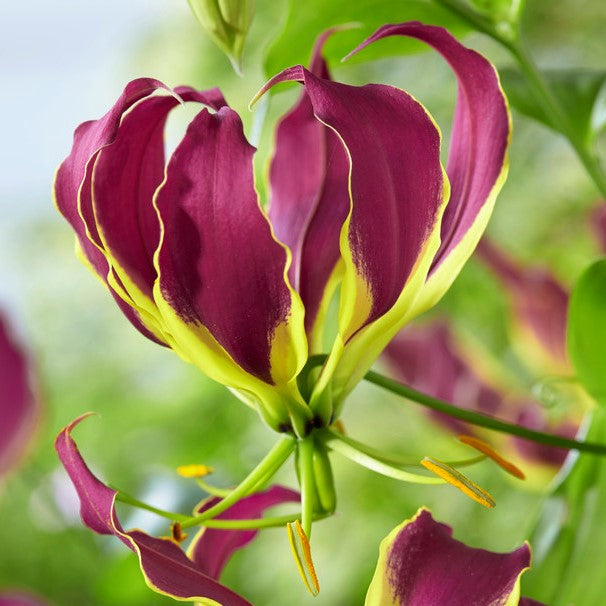 Gloriosa Carsonii