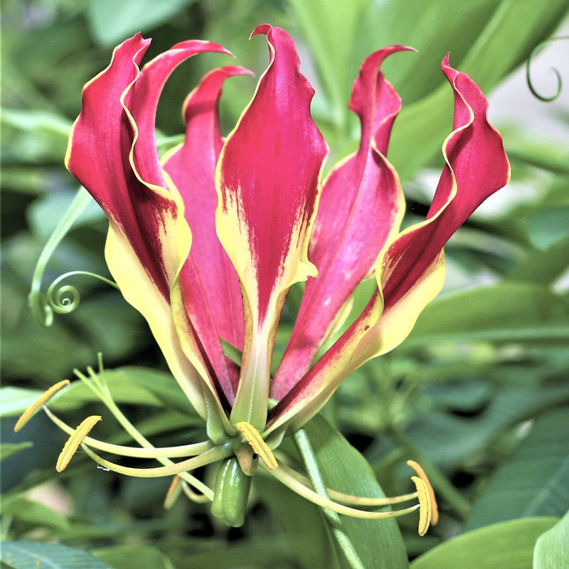 Gloriosa Bordeaux