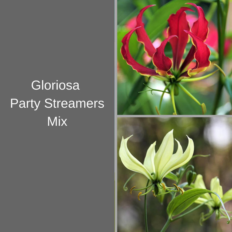 Gloriosa Party Streamers Mix