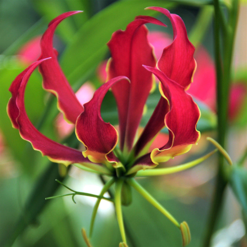 Gloriosa Rothschildiana