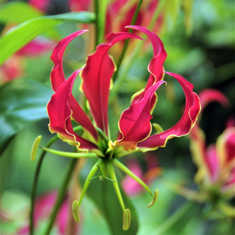 Gloriosa Rothschildiana