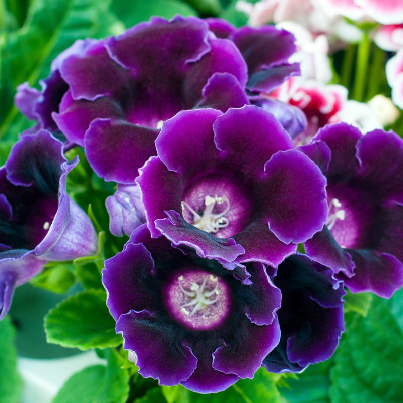 Gloxinia Hollywood