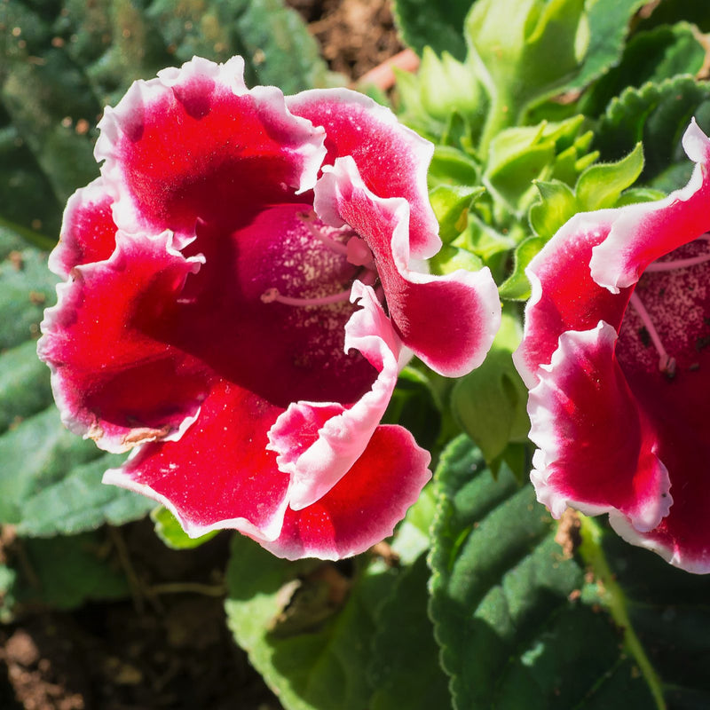 Gloxinia Kaiser Friedrich