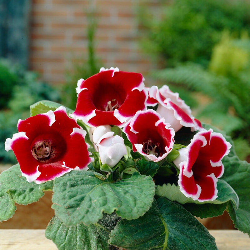 Gloxinia Kaiser Friedrich