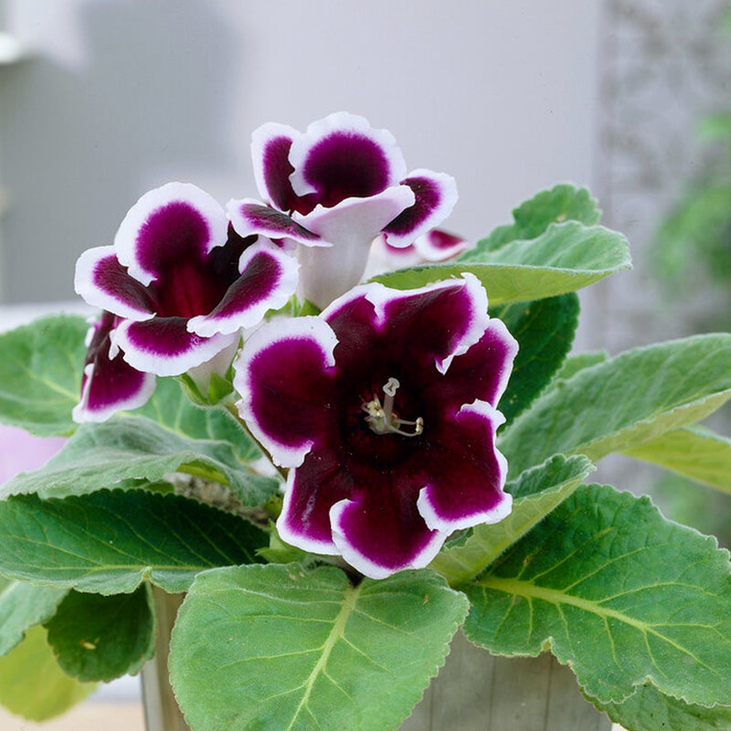 Gloxinia Kaiser Wilhelm