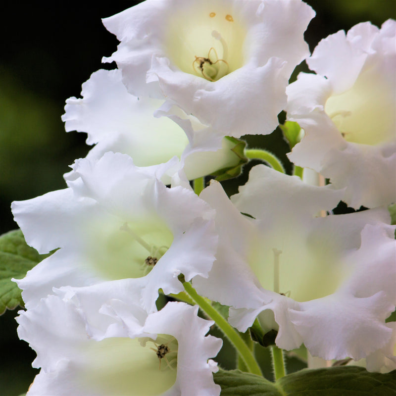 Gloxinia Mont Blanc