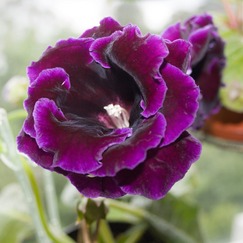 Gloxinia Violacea