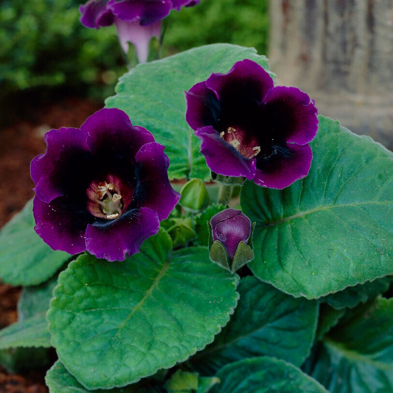 Gloxinia Violacea