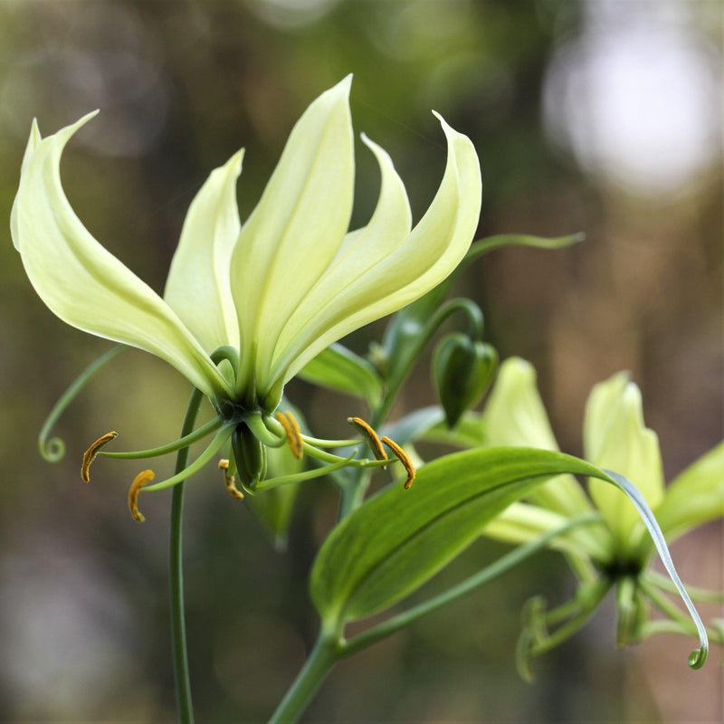 Gloriosa Greenii