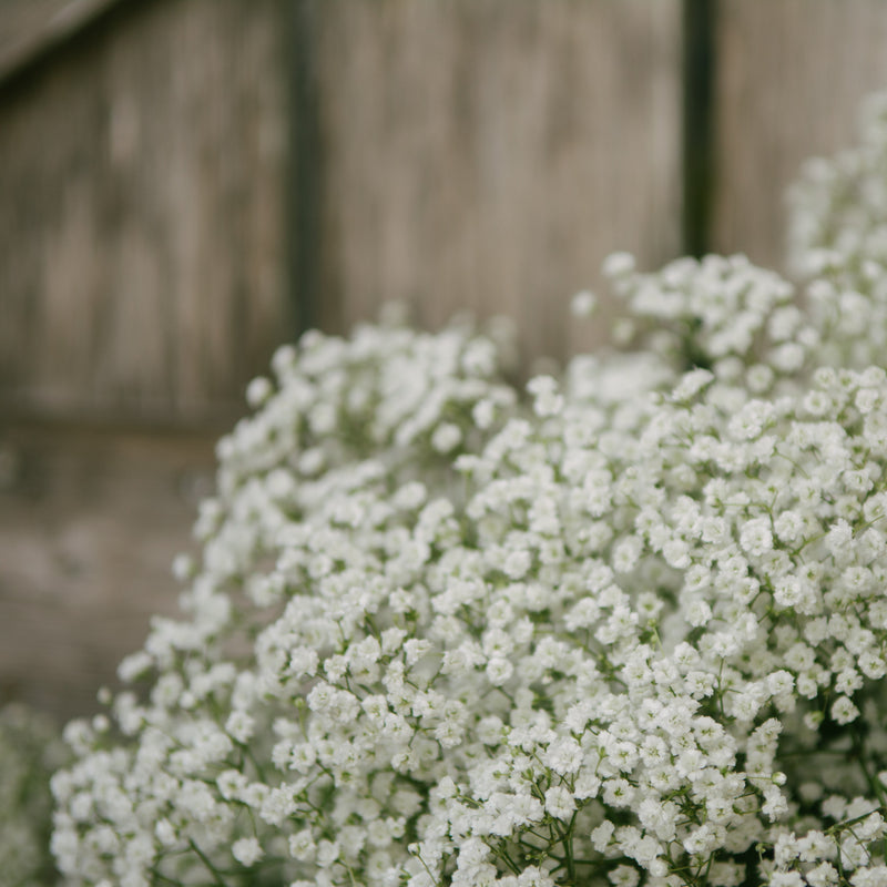 Gypsophila Paniculata (Baby's Breath) White