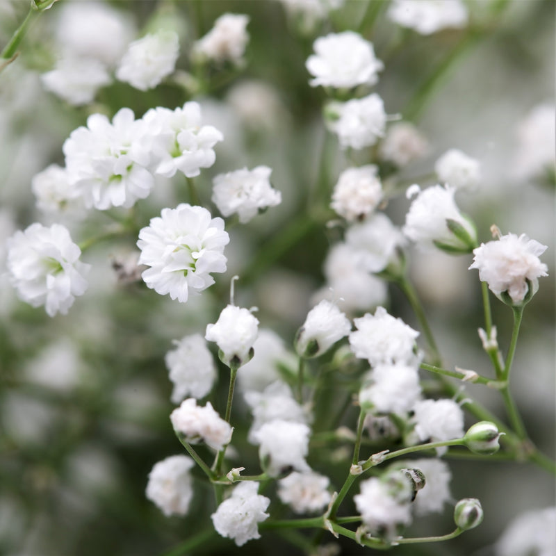 Gypsophila Paniculata (Baby's Breath) White