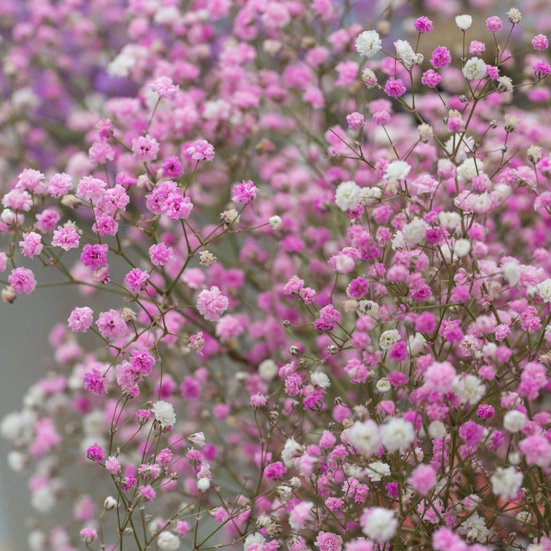 Gypsophila Paniculata (Baby's Breath) Pink