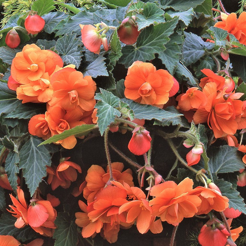 Begonia Hanging Basket Apricot