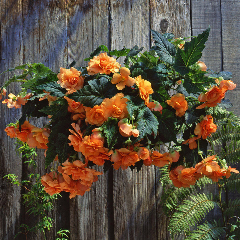 Begonia Hanging Basket Apricot