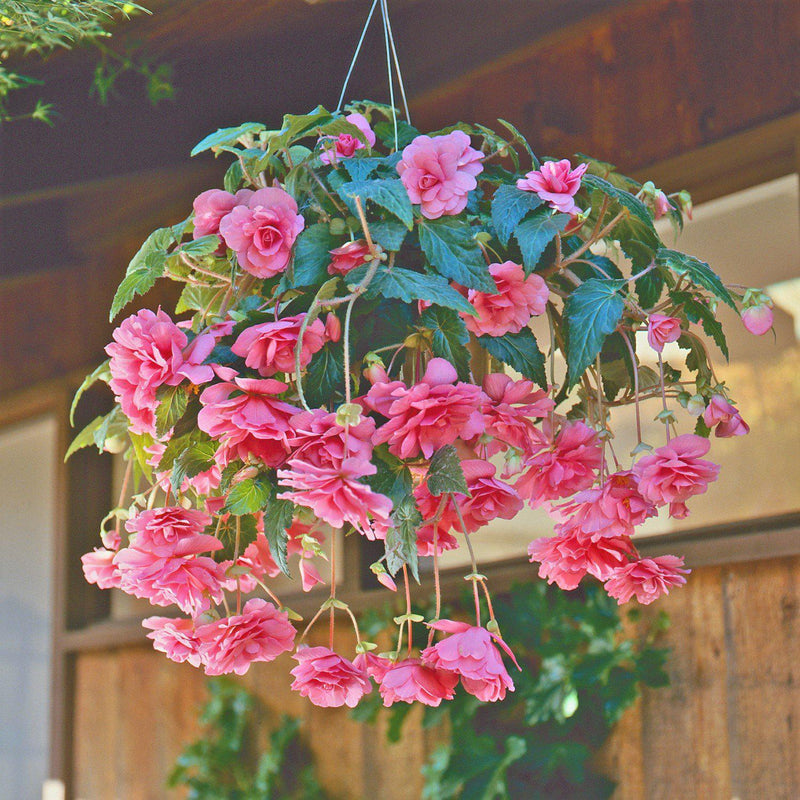 Begonia Hanging Basket Pink