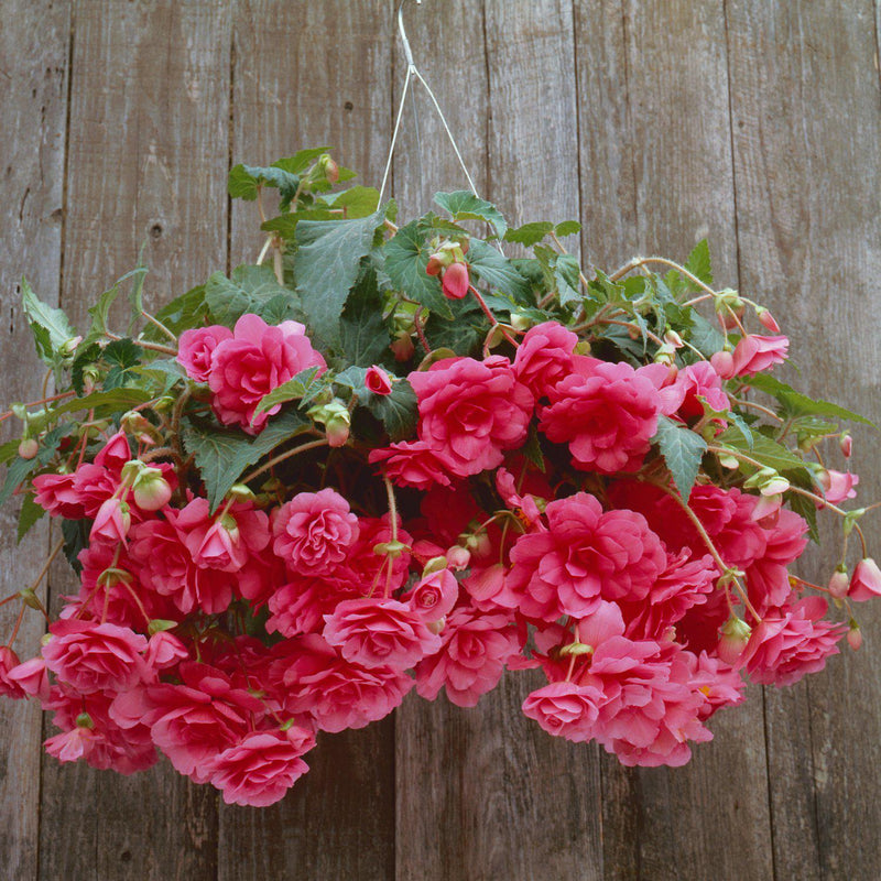 Begonia Hanging Basket Pink