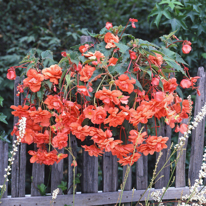 Begonia Hanging Basket Salmon