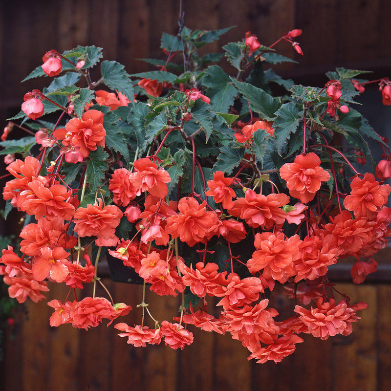 Begonia Hanging Basket Salmon