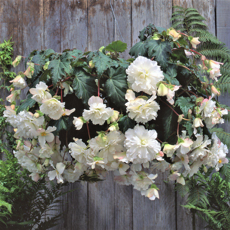 Begonia Hanging Basket White