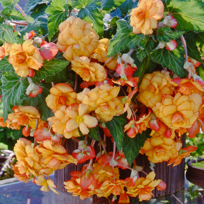 Begonia Hanging Basket Yellow Red Picotee