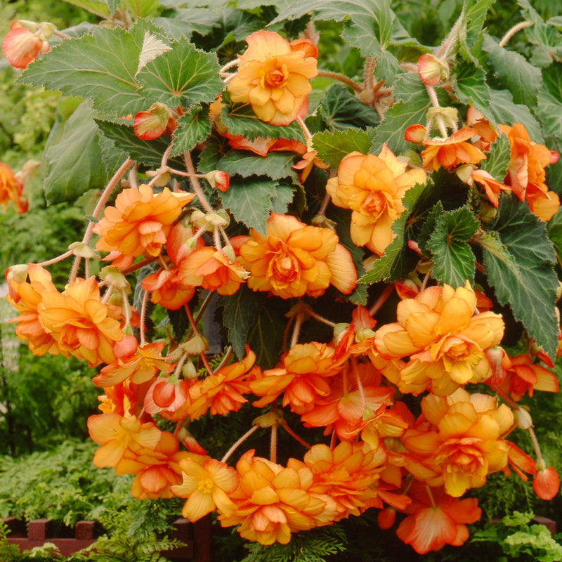 Begonia Hanging Basket Yellow Red Picotee