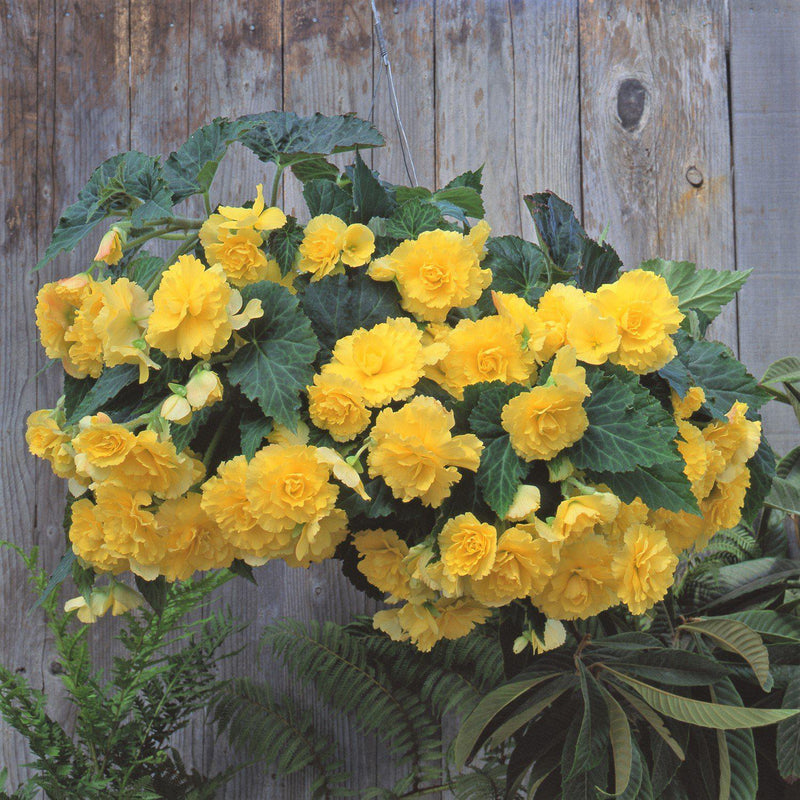 Begonia Hanging Basket Yellow