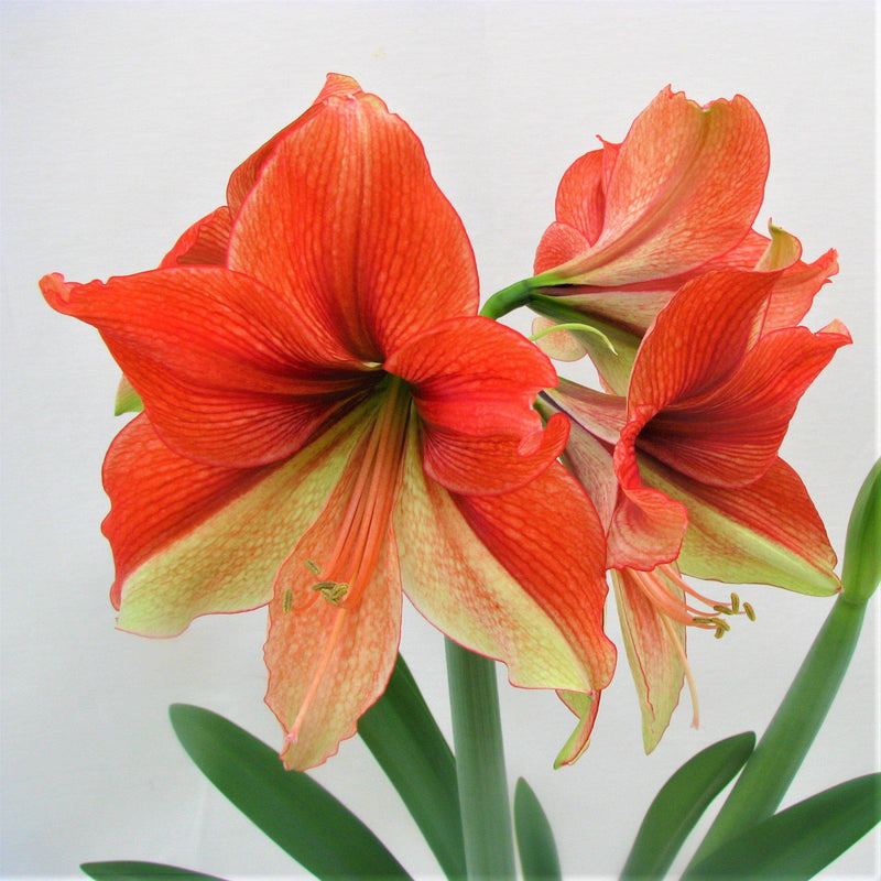 Amaryllis Half & Half